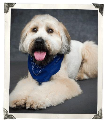 webpage-art-sunny-dog-portrait At Home Pet Therapy